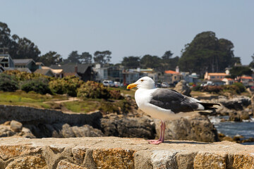 a seagull sitting on a wall next to the famous coastline of Monterey bay at the 17 mile drive,...