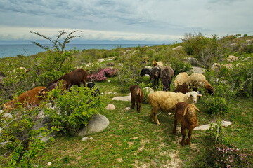 Northern Kyrgyzstan. A flock of purebred sheep graze among the bushes on the shore of Lake...