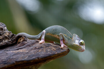 Baby veiled chameleon hanging on a tree