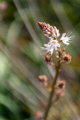 butterfly on a flower
