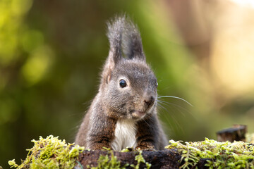 Eichhörnchen im Wald