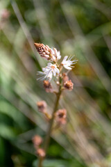 Obraz premium butterfly on flower