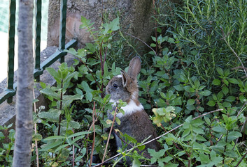 Coniglietti in giardino
