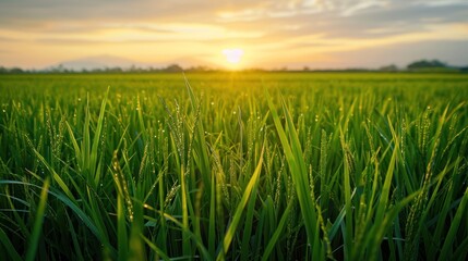 Obraz premium Landscape nature of rice field on rice paddy green color lush growing