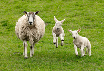 Fototapeta premium Mother sheep with her two happy, jumping lambs in Springtime. Facing forward in lush green pasture. Yorkshire Wolds. UK. Horizontal. Space for copy.