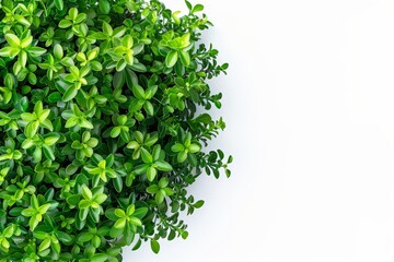 Top view on white background with clipping path