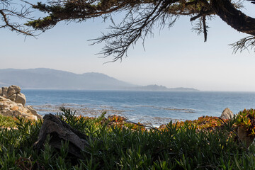 unique and breathtaking panoramic view in front of a flower field and cypresses over the ocean at Carmel bay in Pebble Beach, california