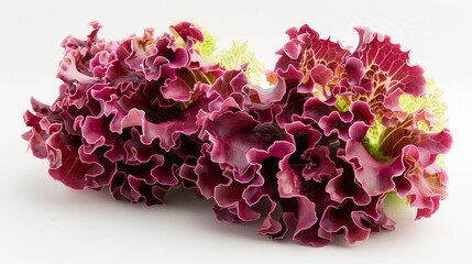 A beautiful bouquet of dark purple lettuce with a gradient to light green on the edges of the petals.