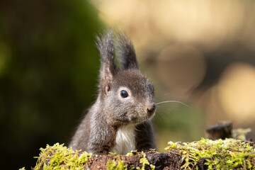 Eichhörnchen im Wald