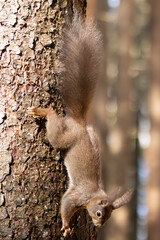 Eichhörnchen im Wald © MerkAngela.WH