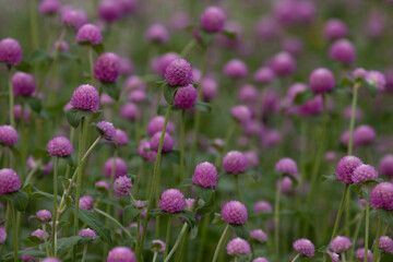 Summer Concept, Blooming Pink Globe amaranth , Gomphrena globosa L., Globe amaranth