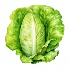 Fototapeta premium Lettuce