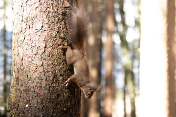 Eichhörnchen im Wald © MerkAngela.WH