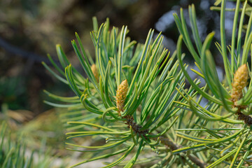 Fototapeta premium pine tree branches