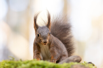 Eichhörnchen im Wald