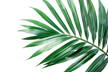 tropical areca palm leaf isolated on a transparent background. png, cutout, cut out, cut-out