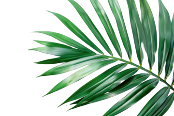 tropical areca palm leaf isolated on a transparent background. png, cutout, cut out, cut-out