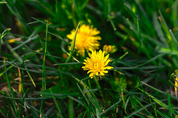 yellow dandelion flower