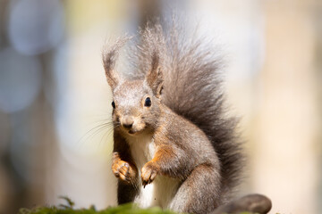 Eichhörnchen im Wald