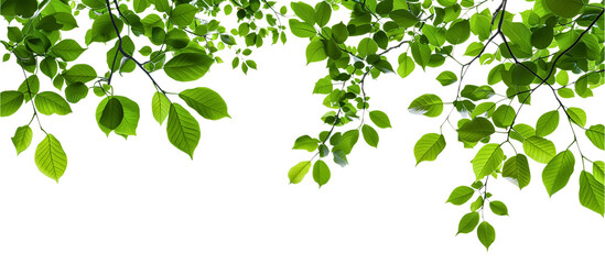 green leaves background, PNG, Ai generate