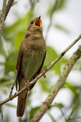 A male thrush nightingale sits on the thin branch and sings its song toward the camera lens. 