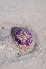 lizard on the sand