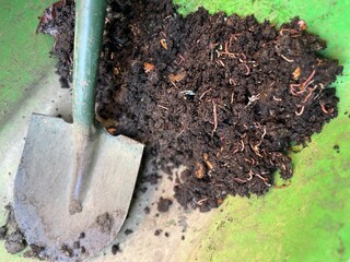 Close up organic garden rich mulch compost with worms insects in soil earth environment composted...