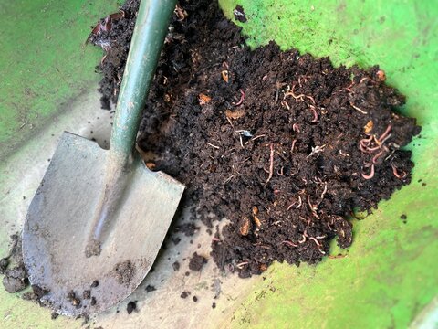 Close up organic garden rich mulch compost with worms insects in soil earth environment composted natural garden waste vegetables fruit skins cardboard tree branches leaves in wheel barrow with spade