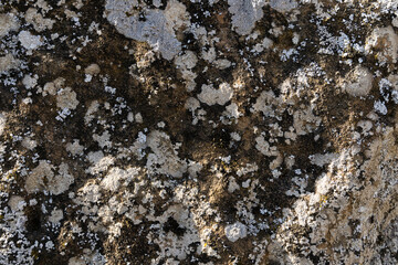 Silent Symphony: A Intimate Encounter With Lichen-Clad Rock