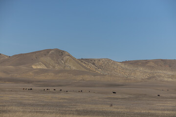 Majestic Herd of Cattle Crossing Golden Grassland