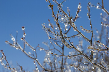 icy branch