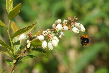 White long bell- or urn-shaped flowers of the northern highbush blueberry (Vaccinium corymbosum). Flying Common carder bee (Bombus pascuorum), family Apidae Spring, May, Netherlands