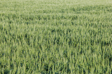 field of spring wheat