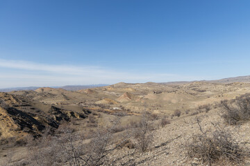 Solitary Dance: Spellbinding Vista of a Sparse Desert Oasis