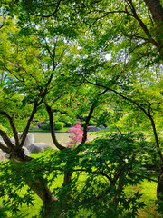 Beautiful shot among large intense green vegetation next to the pond of a splendid Japanese garden