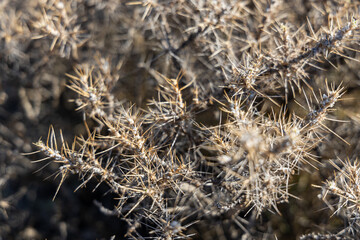 Thorny Embrace at Dusk: A Close-up of Intricate Dry Bush Spikes