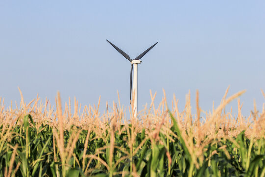 wind turbine behind corn tassels