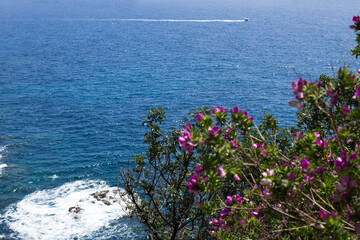Beautiful view of the sea and pink flowers on the summer day. Lloret de Mar. Spain.