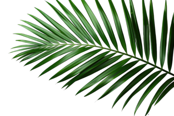 tropical areca palm leaf isolated on a transparent background. png, cutout, cut out, cut-out