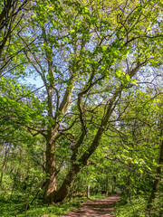 Fototapeta premium Poznań, the Cybina River valley, Olszak, a historic Platan tree