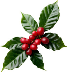 Red coffee cherries on a branch with leaves isolated