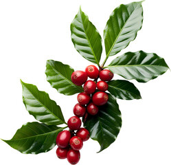 Red coffee cherries on a branch with leaves isolated