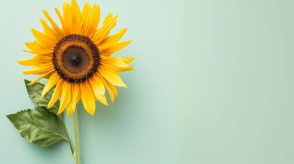 Obraz premium A realistic sunflower decoration background, representing vitality and the beauty of nature