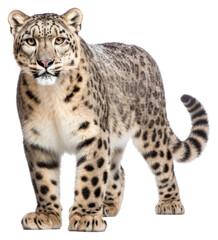 Fototapeta premium PNG Wildlife leopard cheetah animal.