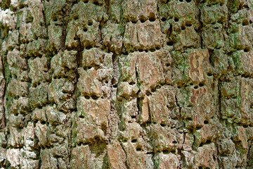 Pine tree bark closeup with holes