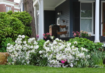 White Azaleas and Decorative Porch