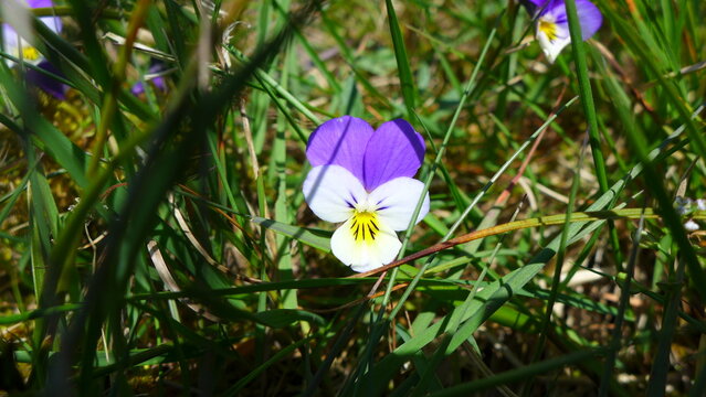 Hornfeilchen in den D&uuml;nen von Fan&oslash;