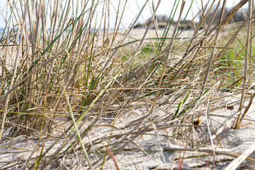 Sand dunes with beach grass at Baltic Sea near the town of Kuehlungsborn with a view of the blue sea and blue sky on a sunny day