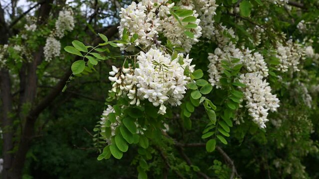 The white flowers of Robinia pseudoacacia. Black Locust False Acacia blooming in the spring.