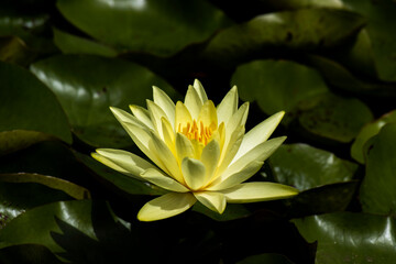 Beautiful photo of a bright yellow water lily amongst green lilypads